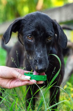 İnsan eli tarafından tutulan yeşil plastik kapaktan su içen bir köpeğin yakın plan görüntüsü. Sahne, uzun otlar ve doğal yeşilliklerle çevrili güneşli bir günde açık havada geçiyor. Köpek susamış ve minnettar görünüyor, insan jesti ise...