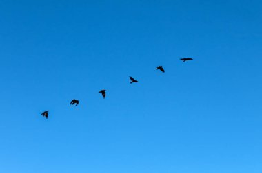 Bir grup siyah kuş, açık mavi gökyüzüne karşı uçuşun ortasında yakalandı. Açık mavi gökyüzünde uçan siyah kuş sürüsü doğal yaşam davranışlarını, hareket özgürlüğünü ve minimalist açık alanda kuş siluetlerini sergiliyor.