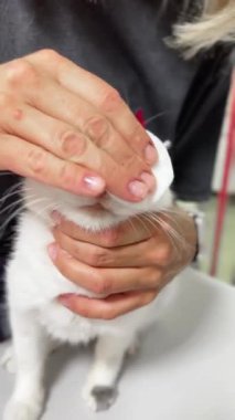 Hayvan merkezinde başıboş bir kedi. Veteriner kliniğindeki evsiz kedi. Dikey video