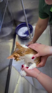 Bir kediyi yıkıyorum. Kadın elleri bir kediyi yıkıyor. Hayvan barınağı. Veteriner kliniği. Dikey video.