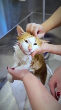 Bir kediyi yıkıyorum. Kadın elleri bir kediyi yıkıyor. Hayvan barınağı. Veteriner kliniği. Dikey video.