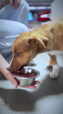 Köpek ve kedi hayvan barınağında aynı kaseden yer. Hayvan barınağındaki kedi ve köpek. Dikey video
