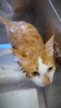 Bir kediyi yıkıyorum. Kadın elleri bir kediyi yıkıyor. Hayvan barınağı. Veteriner kliniği. Dikey video.