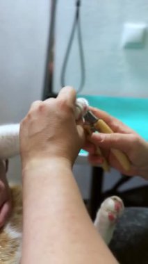 Bir kuaförde kedi tırnağı kesiyorum. Tımarcı, veteriner bakımında kedi pençesini titizlikle kesiyor. Dikey video