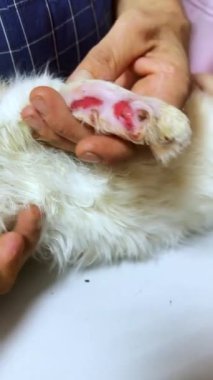 Veteriner kliniğinde kedi pençesi ameliyatı. Ön pati yaralanmış. Veteriner bir kedinin patisini ameliyat eder. Vrtical video