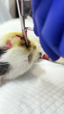 Veteriner kliniğinde kedi gözü ameliyatı. Veterinerlik profesyoneli göz bakımı için tıbbi aletler kullanıyor. Dikey video