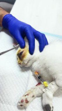 Veteriner kliniğinde kedi gözü ameliyatı. Veterinerlik profesyoneli göz bakımı için tıbbi aletler kullanıyor. Dikey video