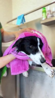 Bir köpeği yıkıyorum. Kuaförde yıkandıktan sonra havluyla ıslak köpek. Köpek barınağı. Veteriner kliniği. Dikey video.