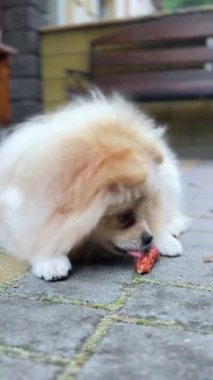 Spitz dışarıda bir şeyler yiyor. Şirin köpek sokakta yatarken kuru bir şeyler yiyor. Dikey video