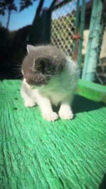 Bankta küçük bir kedi. Yazın bankta güneşlenen bir kedi. Dikey video