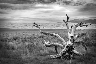 Yaşlı bir ağacın bir parçası, Güney Colorado 'nun arka planında Büyük Kum Tepeleri olan bir çayırda oturur..
