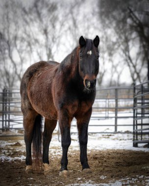 Wisconsin, Manitowoc yakınlarındaki bir çiftlikte bir at sakince duruyor..