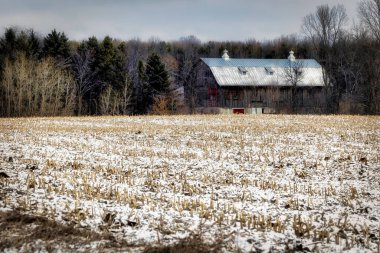 A snow covered cornfield with an old barn in the background stands at Kossuth, an area near Manitowoc, Wisconsin. clipart