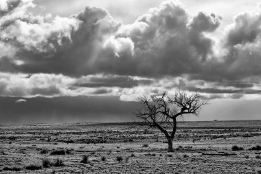 Ufukta bir fırtına beliriyor. Arabella, New Mexico 'nun güneybatısındaki çölde duran bir ağacın arkasında..