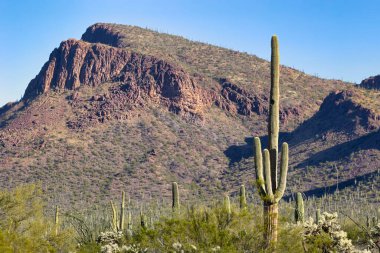 Tucson, Arizona yakınlarındaki Sonoran Çölü 'ndeki Saguaro Ulusal Parkı' nın batı bölgesinde bir bahar sabahı..