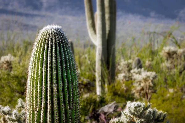 Una Mañana Primavera Distrito Oeste Del Parque Nacional Saguaro Desierto — Foto de Stock