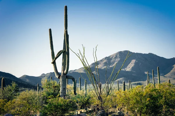 Arizona Tucson Yakınlarındaki Saguaro Ulusal Parkı Nın Batı Bölgesindeki Sonoran — Stok fotoğraf