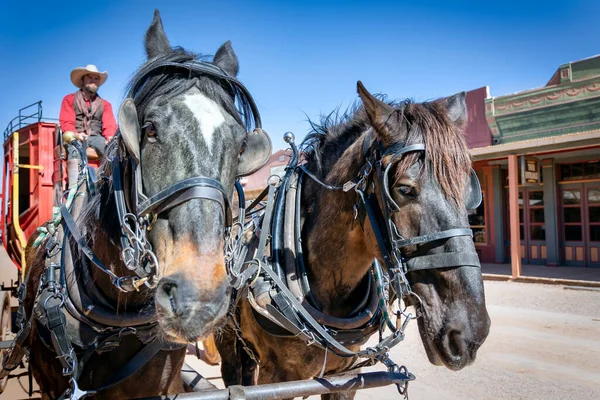 Two carriage horses, used to pull a carriage, in historic downtown Tombstone, Arizona.