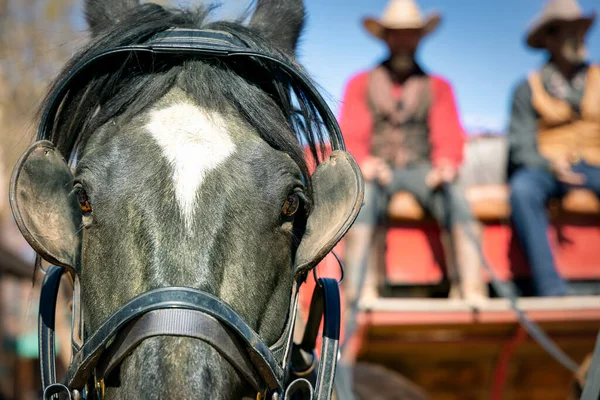 Bruine Ogen Van Een Paard Gebruikt Een Koets Trekken Het — Stockfoto