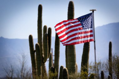 Arizona, Tucson yakınlarındaki Sonoran Çölü 'ndeki Saguaro Ulusal Parkı' nın batı bölgesinde bir bahar sabahı bir Amerikan bayrağı dalgalanıyor..