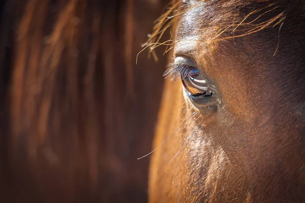 Bir Atın Gözü Tucson Batısındaki Marana Arizona Daki Bir Çiftliğin Telifsiz Stok Fotoğraflar