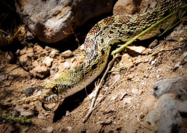 New Mexico, Lake Valley 'de yol kenarında bir yılan..