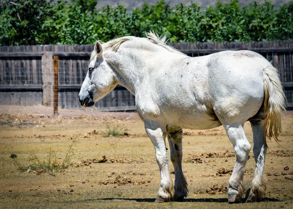 Cavalo Branco Fica Rancho Perto Rincon Novo México Dia Verão — Fotografia de Stock