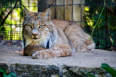 Manitowoc, Wisconsin 'deki Lincoln Park Hayvanat Bahçesi' nde bir vaşak kayanın üzerinde oturuyor..
