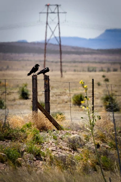 Two crows sit on a fence post near Lake Valley, New Mexico.