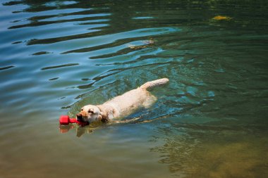 Sarı labrador av köpeği en sevdiği oyuncağıyla Manitowoc yakınlarındaki Wisconsin, Branch 'taki bir gölde yüzüyor..