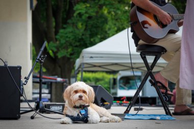 2023 Akustik Festivali 'nde bir köpek sahnenin keyfini çıkarırken, insan arkadaşları Manitowoc, Wisconsin' deki Washington Park 'ta sahne alıyor..