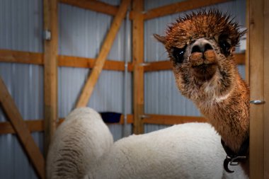 Wisconsin, Manitowoc yakınlarındaki bir ahırda bir Alpaca peekaboo oynuyor gibi görünüyor..
