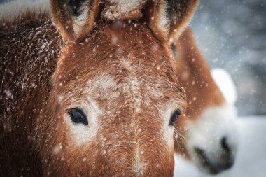 Manitowoc, Wisconsin yakınlarında kar yağışı altında iki kurye duruyor..