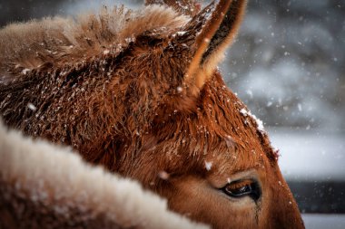 Manitowoc, Wisconsin yakınlarındaki kar fırtınalarında toplanmış iki katır..