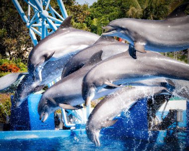 San Diego, Kaliforniya 'daki SeaWorld' de yunuslar havada.