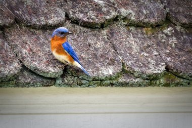 A small Eastern Blue Bird rests on the shingles of a roof at Colonial Williamsburg, Virginia. clipart