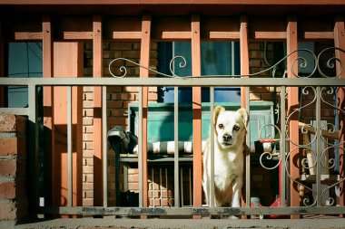 Teksas, El Paso 'daki Chihuahuita mahallesinde bir köpek yerde duruyor..