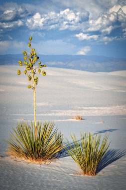 Alaska, New Mexico yakınlarındaki White Sands Ulusal Parkı 'ndaki çölde Yucca bitkileri duruyor..