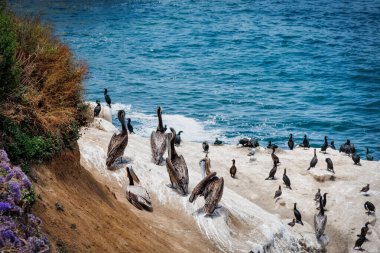 Pasifik kıyısındaki pelikanlar ve diğer kuşlar La Jolla, California 'daki kayalıklarda.