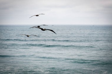 Pasifik Okyanusu üzerindeki pelikanlar San Diego, Kaliforniya 'daki Point Loma açıklarında..