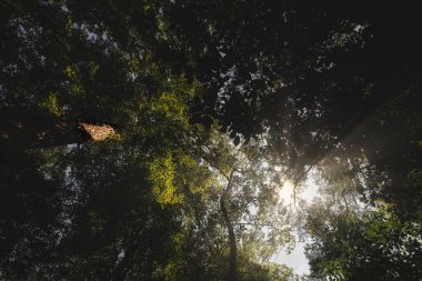 Öğleden sonra güneşi Virginia Beach, Virginia 'daki First Landing State Park' ta orman tepe örtüsünü gözetliyor..