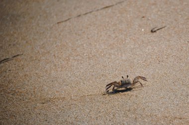 Virginia 'nın kumlu sahillerinde dikkatli bir yengeç yürüyor..