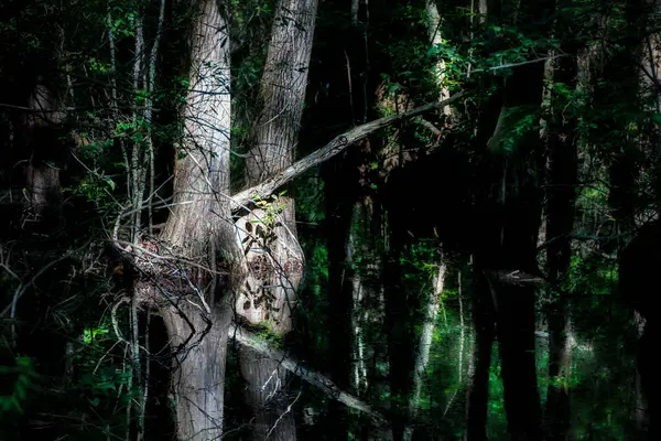 Virginia Beach, Virginia 'daki First Landing State Park' taki ormanı su yansıtıyor..