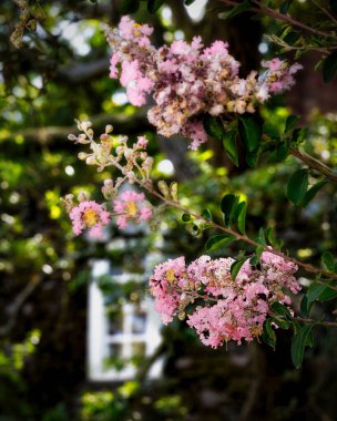 Summer flowers bloom on a street in the historic district of Colonial Williamsburg, Virginia. clipart