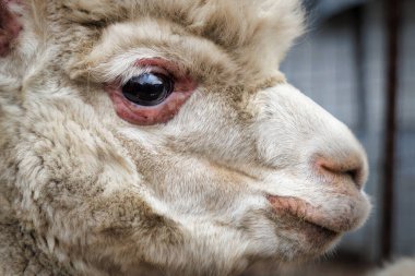 The head of an alpaca, upclose, at a local farm near Two Rivers, Wisconsin.
