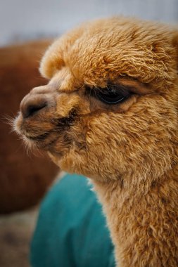 A beautiful brown alpaca, stands on a local farm in its winter coat near Two Rivers, Wsiconsin.