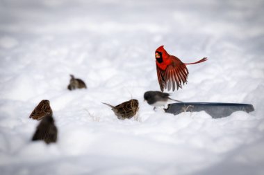 A cardinal takes off from a food dish surrounded by sparrows at Williamsburg, Virginia.