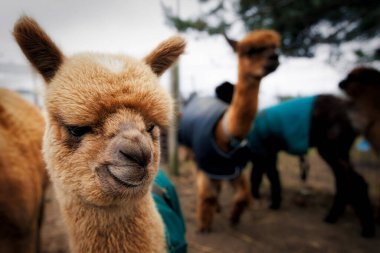 A gourp of alpacas, on a snowless winter day, on a local farm near Two Rivers, Wisconsin.