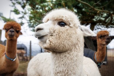 Three Alpacas stand at a farm on a cold snowless winter morning in Two Rivers, Wisconsin.