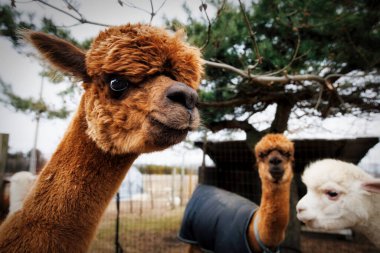 Three alpacas, standing on a farm on a snowless winter day, near Two Rivers, Wisconsin.